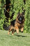 BERGER ALLEMAND 085